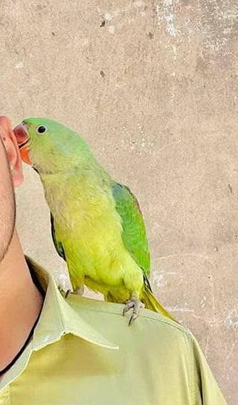raw parrot 03099734554whatsapp namber