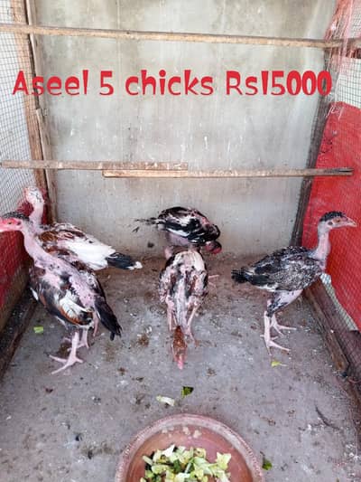 Aseel female+5 chicks & Mesri 5