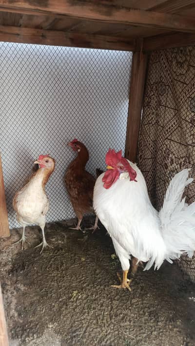 1 layer Murga 2 golden misri murgi