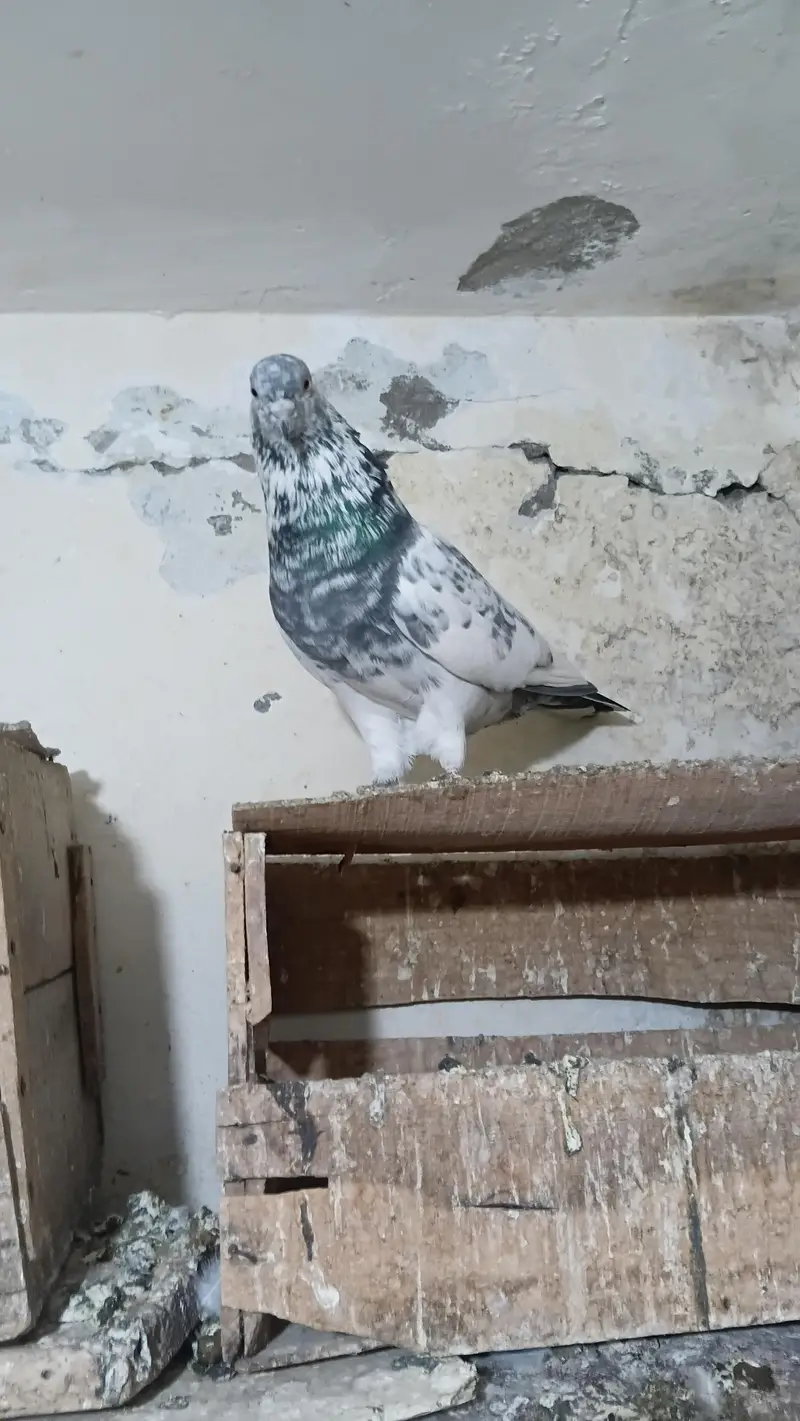 Fancy pigeon — photo 5