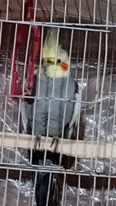 cocktail female for sale with cage