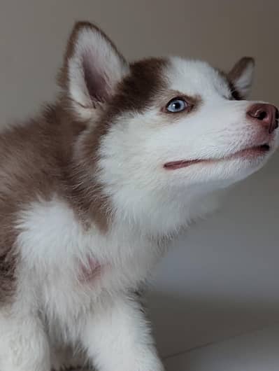 Siberian husky