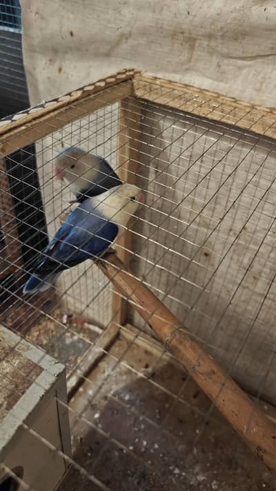 love Birds Blue Fishry With Eggs bredar Pair