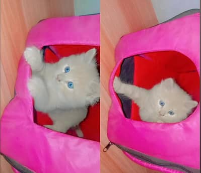 Persian kitten female