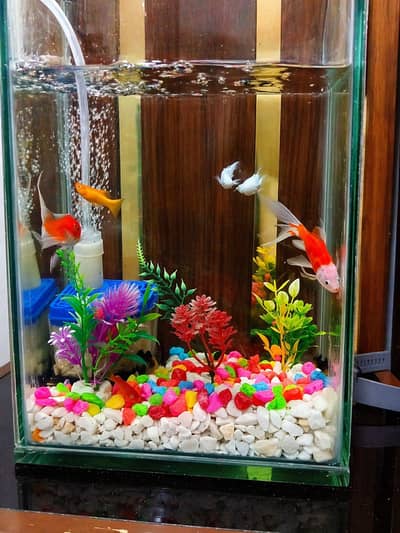  Aquarium Fish for Sale–Healthy & Active  Beautiful home Aquarium