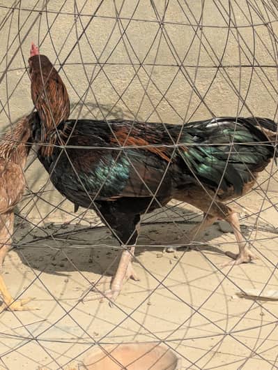 Good breaded  pair for aseel