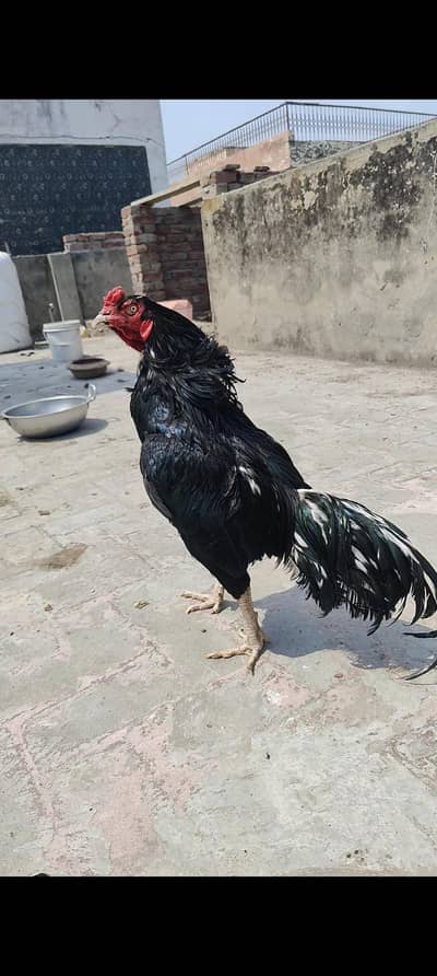 pure Lasani breeder murga