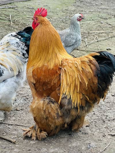 Cochin only male for sale