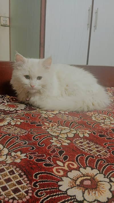 white Persian