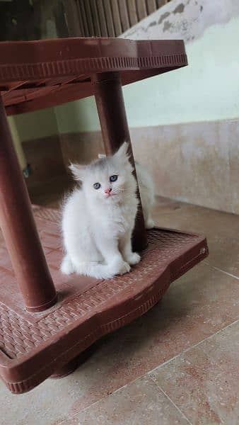 Persian kittens for sale age 2 month