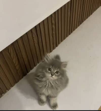 Persian cats for sale