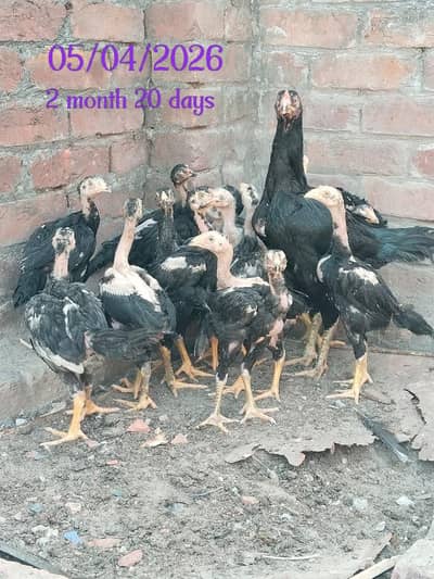 Aseel | Aseel Pokay | Aseel Pakistani Corse