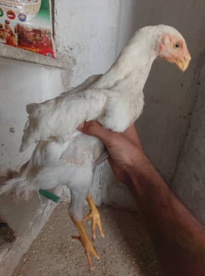 Aseel Shamo King Sizes