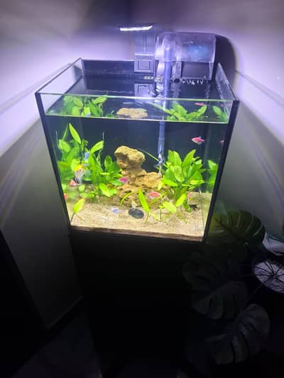 Original Glass Aquarium