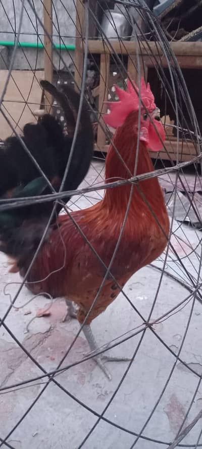 8 month old golden misri