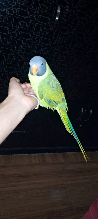 alexandrite parakeet parrot for sale in adyala rd Rawalpindi