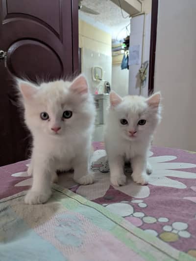 Persian Kittens - Premium Coated and Home Breed