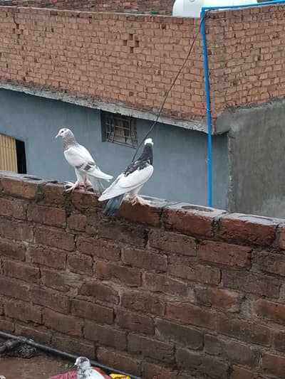 ghubara pair chicks for sale very reasonable price