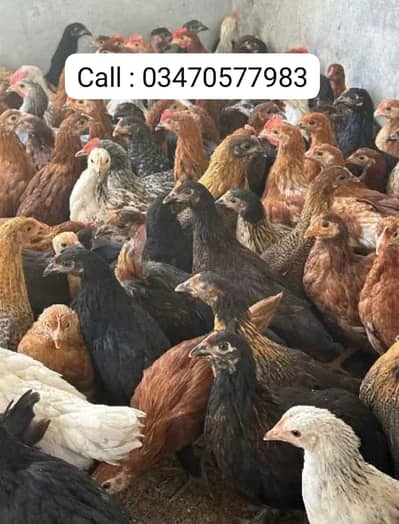 golden misri | desi murghi | golden misri pathi | patha | chicks | hen