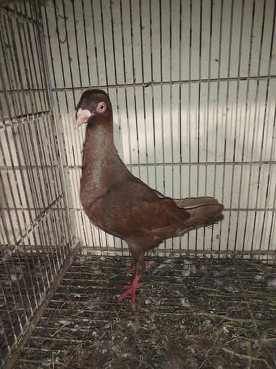 only serious persan contect