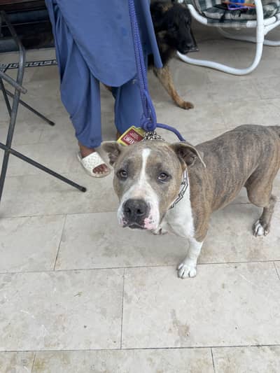 American Pit Bull Dog /American Bully/ Pitbull Dog/Bully Kutta