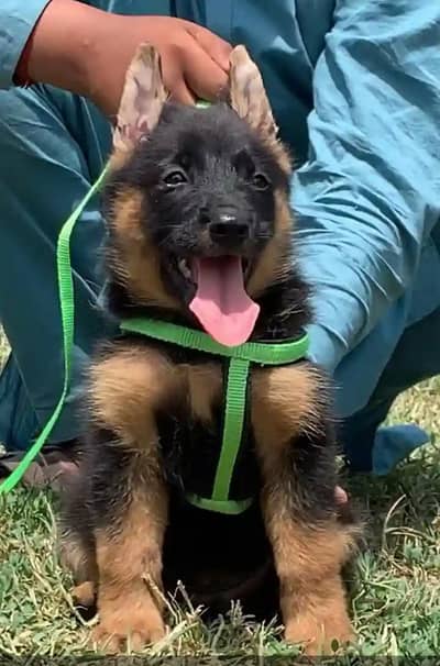German shepherd puppies  my WhatsApp number o32452852o7