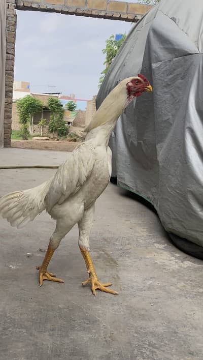 White German Shamoo pair