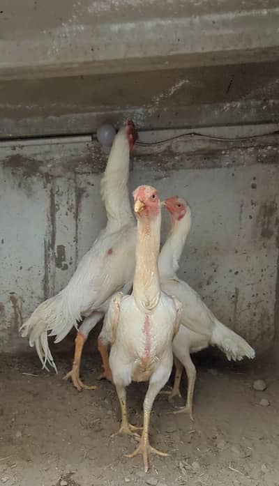 shamo eggs/ white shamo eggs/ shamo chicks/ aseel eggs/ aseel chicks