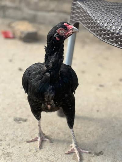 aseel mushki and javi hen available