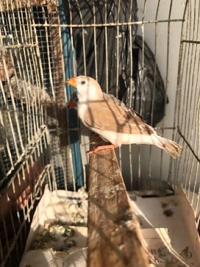 Penguin finch and king size finch pair