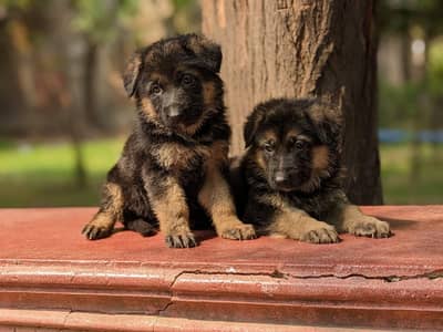 German shepherds (GSD) Puppies are available for sale