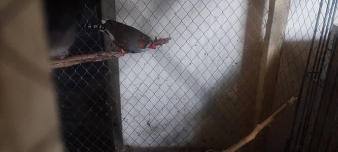 male finch for sale