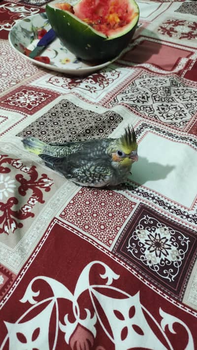 baby cockatiel cocktail