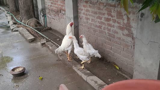 pure German shamo trio