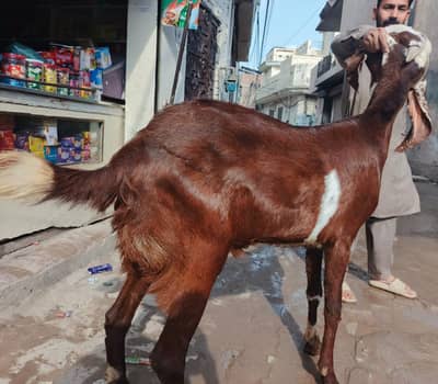 bakra for sale