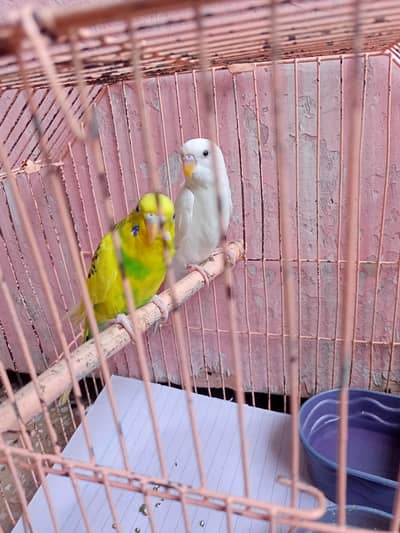 Budgie Sell