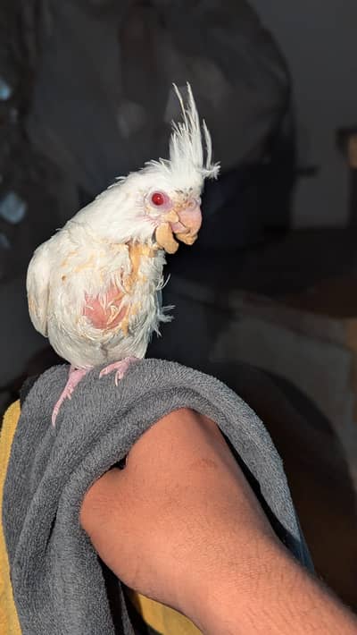 parrot chicks for sale only watsapp