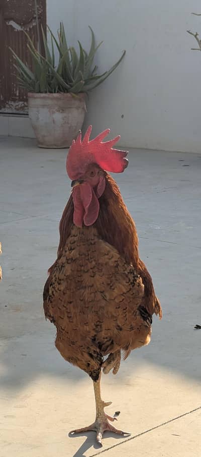 Heavy Size Pure Desi Adult Rooster (Ghar ka Pala Hua)
