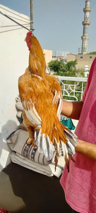 Aseel miyawali murga