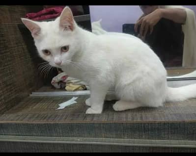 white cat for sale