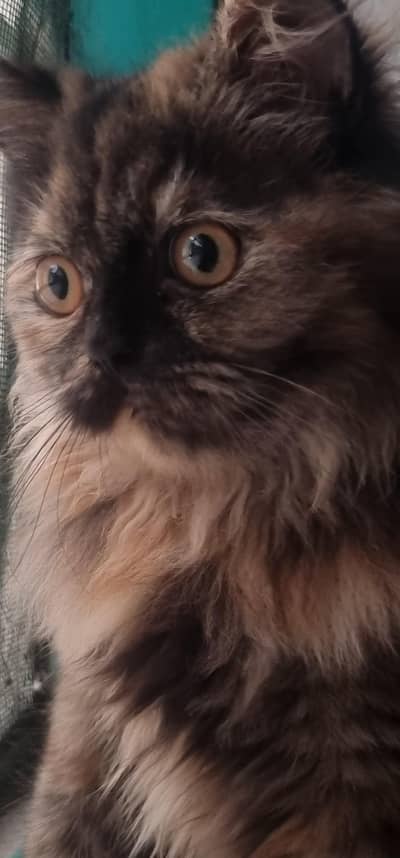 Triple coat persian cat for sale