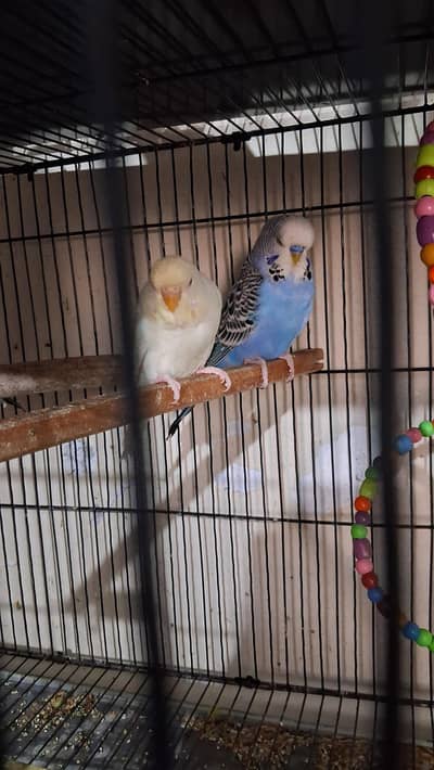 Exhibition Jumbo size Budgiee pairs