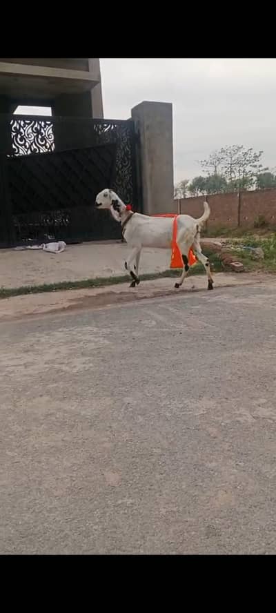 Rajanpuri goat