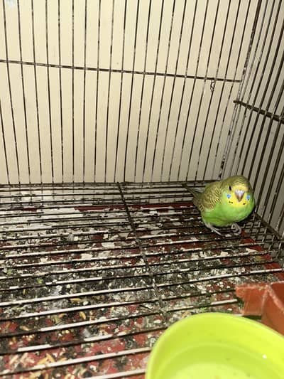 Australian parrot chicks for sale