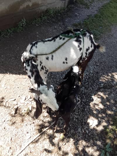 betal bakri with 2 male bchy 1. month