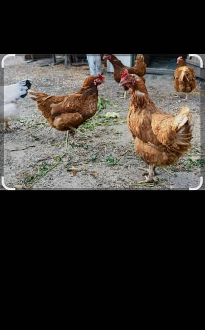 Lohman brown and golden misri eggs