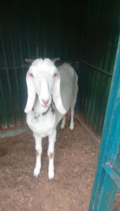 beautiful milking goat