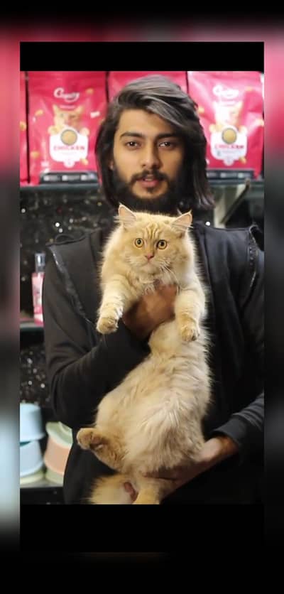 Button Eyes Persian Male cat | triple coat | Persian male cat for sale