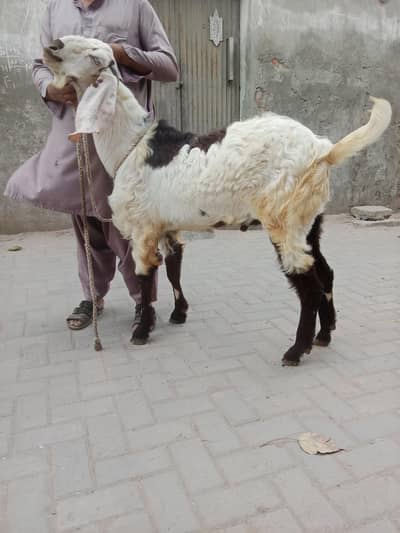 4 dant wala Bakra Ghar ka pala hva
