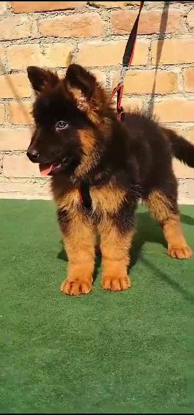 German shepherd puppies  my WhatsApp number o32452852o7